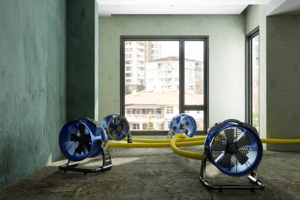 Best Mold removal after water damage  in Russellville, AR
